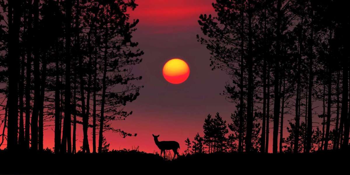 the night dark system